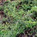 Cotoneaster kweitschoviensis P15